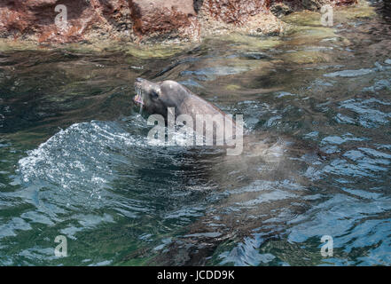 Messicano Parco Nazionale Isola di Espiritu Santo, La Paz Baja California Sur. Messico Foto Stock