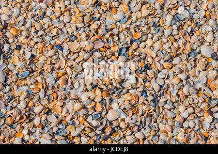 Nahaufnahme diverser Muscheln die an den Strand gespült wurden. Von oben fotografiert. Foto Stock