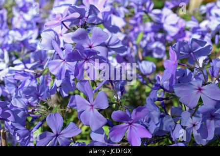 Phlox divaricata fiori, anche noto come blu selvaggio phlox o wild dolce William fiori Foto Stock