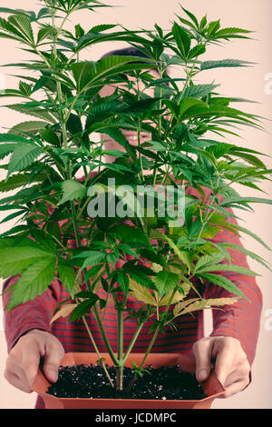 Ritratto di un uomo con il verde pianta di Cannabis in vaso. Foto Stock
