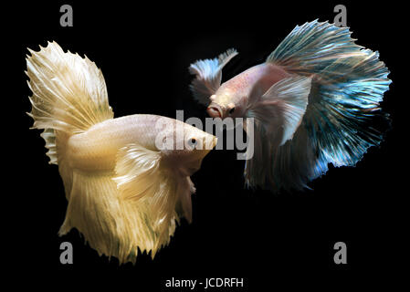 Betta Saimese o lotta contro la pesca swiming e mostrano il movimento della aletta di abbigliamento foto in flash studio illuminazione. Foto Stock