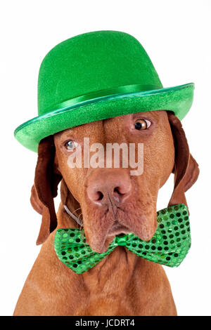 Di pura razza cane puntatore indossando verde cappello irlandese e il filtro bow tie isolati su sfondo bianco Foto Stock