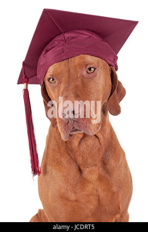 Di pura razza colore oro cane puntatore indossando la graduazione del cappuccio con infiorescenza staminifera isolati su sfondo bianco Foto Stock