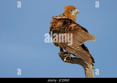 Immaturo Bateleur eagle (Terathopius ecaudatus) appollaiato su un ramo, il Kalahari, Sud Africa Foto Stock