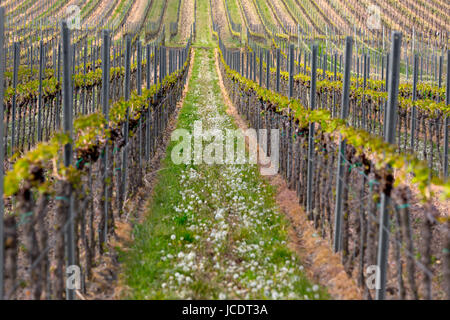 Filari di vite, Pfalz, Germania Foto Stock