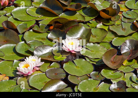 Gruppo di bella luce rosa gigli d'acqua circondato da foglie Foto Stock