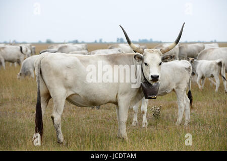 Grigio ungherese o bestiame bovino di steppa (animali protetti come simbolo nazionale di Ungheria) pascolare nel Parco Nazionale di Hortobágy. Foto Stock