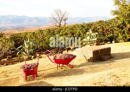 In Lesotho africa la carriola in prossimità di impianti e cactus come concetto Natura Foto Stock