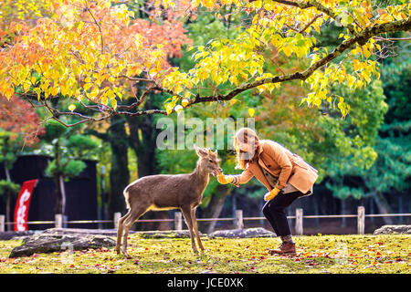 NARA, Giappone - Nov 21: Visitatori feed cervi selvatici il 21 aprile 2013 a Nara, Giappone. Nara è un importante destinazione turistica in Giappone - ex pro capite di città e attualmente il Sito Patrimonio Mondiale dell'UNESCO. Foto Stock