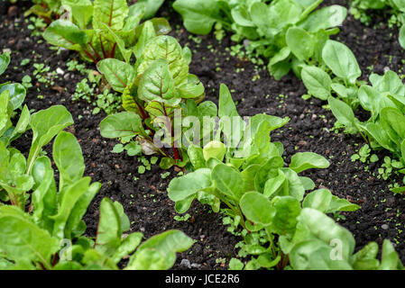 La barbabietola rossa giovani piantine che crescono in righe. Foto Stock