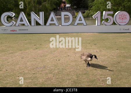 Un Canada Goose da un Canada 150 segno a Calgary, Canada. Il segno ricorda i 150 anni dalla Confederazione canadese. Foto Stock