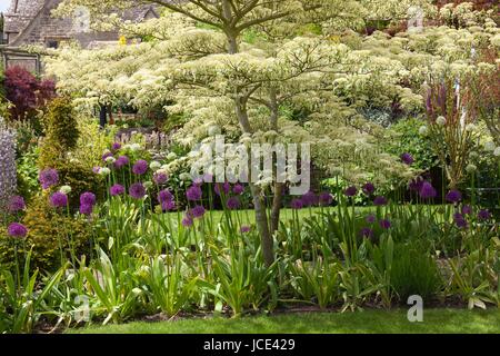 Cotswold Garden cottage confine con il glicine e Alliums, Inghilterra Foto Stock