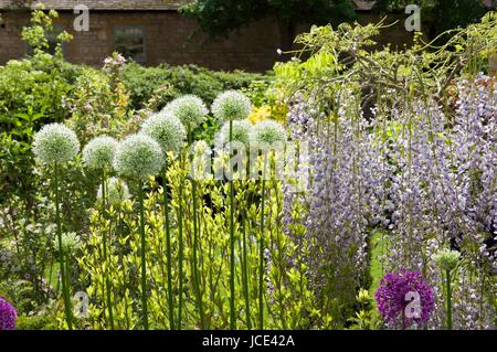 Cotswold Garden cottage confine con il glicine e Alliums, Inghilterra Foto Stock