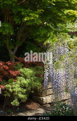 Cotswold Garden cottage con il glicine e Acer alberi, Inghilterra Foto Stock