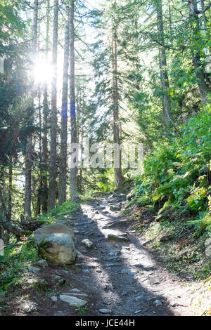 Restringere la sporcizia pediluvio sul lato montagna, con il sole che splende attraverso la foresta di pini. Foto Stock