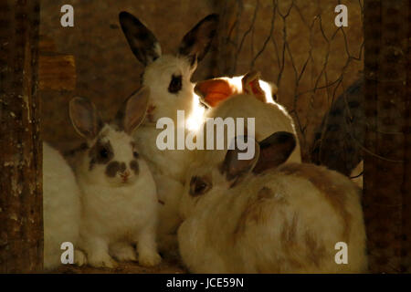Conigli Pet riuniti nel loro recinto Foto Stock