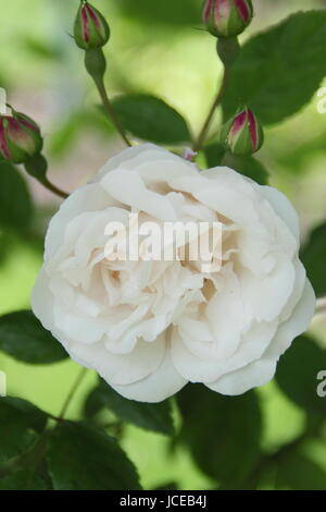 Rosa "Blush Noisette' una fragrante rosa rampicante - Estate, Regno Unito Foto Stock