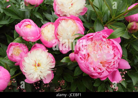 Paeonia lactiflora 'ciotola di bellezza', un drammatico cerise rosa e bianco crema peonia fioritura al confine di un giardino inglese in giugno, Regno Unito Foto Stock