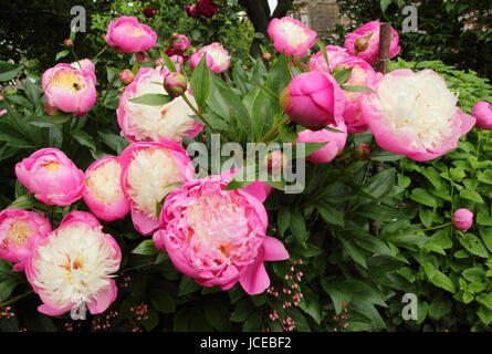 Paeonia lactiflora 'ciotola di bellezza', un drammatico cerise rosa e bianco crema peonia fioritura al confine di un giardino inglese in giugno, Regno Unito Foto Stock