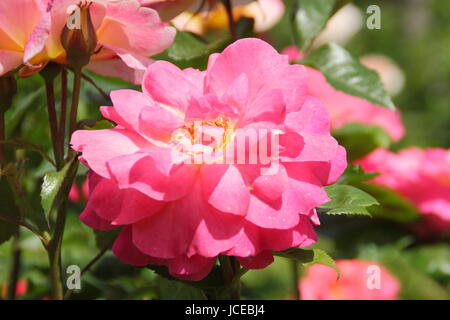 Rosa " Decorazione', una floribunda rosa inglese con un portamento cespuglioso in piena fioritura in un giardino inglese in giugno, Regno Unito Foto Stock