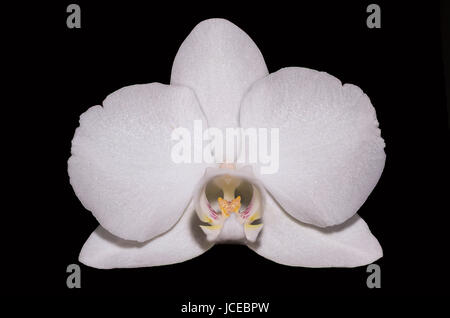 White Orchid flower - surrey, Regno Unito Foto Stock