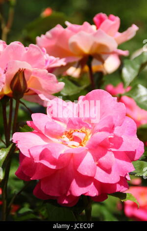 Rosa " Decorazione', una floribunda rosa inglese con un portamento cespuglioso in piena fioritura in un giardino inglese in giugno, Regno Unito Foto Stock