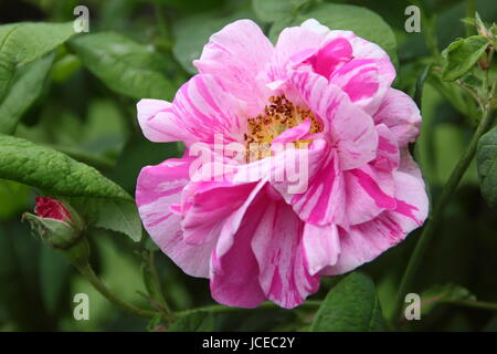 Rosa Mundi, un fragrante, striped vecchio rosa gallica conosciuto anche come "rosa gallica Versicolor', in piena fioritura in un giardino inglese in giugno, Regno Unito Foto Stock