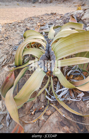 Iconico fossile vivente Welwitschia mirabilis cresce su terreni rocciosi nelle inospitali, arido deserto del Namib, Skeleton Coast, Namibia, Sud Africa occidentale Foto Stock