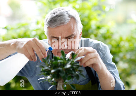 Senior uomo irrigazione foglie di bonsai Foto Stock