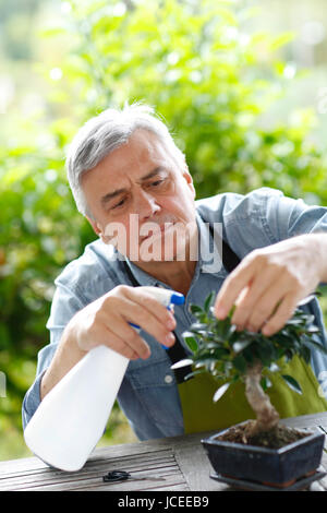 Senior uomo irrigazione foglie di bonsai Foto Stock