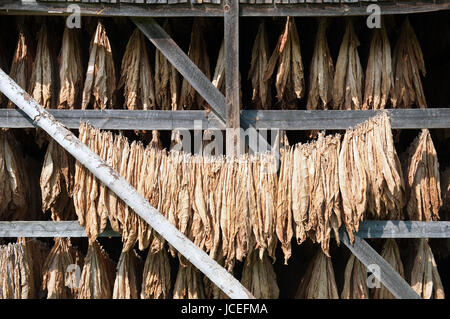 Secchi di foglie di tabacco su una disposizione di aste Foto Stock