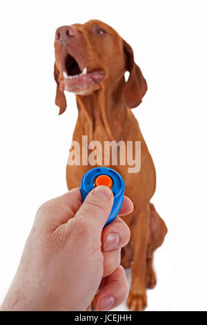 Cane obbedienza formazione con clicker su sfondo bianco Foto Stock