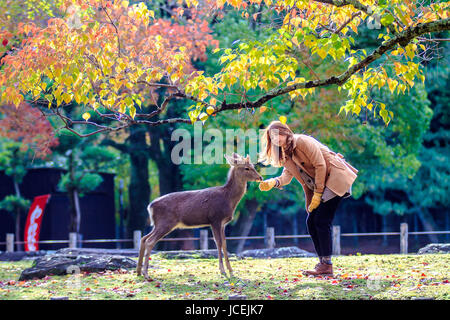 NARA, Giappone - Nov 21: Visitatori feed cervi selvatici il 21 aprile 2013 a Nara, Giappone. Nara è un importante destinazione turistica in Giappone - ex pro capite di città e attualmente il Sito Patrimonio Mondiale dell'UNESCO. Foto Stock