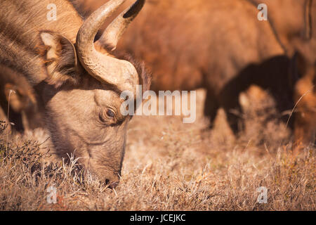 Close up di un africano il bufalo pascolano in Addo Elephant National Park, Sud Africa. Foto Stock