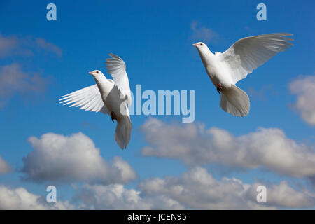 Fan-Tailed domestici Piccioni in volo contro un cielo blu Foto Stock