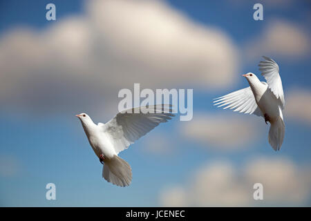 Fan-Tailed domestici Piccioni in volo contro un cielo blu Foto Stock