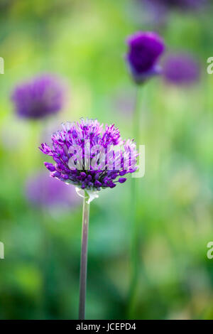 Viola allium fiore che sboccia in primavera Foto Stock