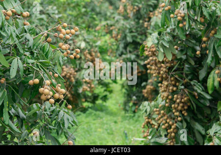 Longan fresco su albero nel frutteto Foto Stock