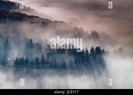 La nebbia e la nebbia circondano la foresta di Gwydir all'alba, Capel Curig, Snowdonia National Park, North Wales, Regno Unito Foto Stock