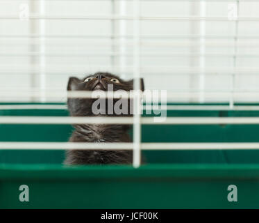 Senzatetto animali serie. Kitten guardando fuori da dietro le sbarre della sua gabbia. Foto Stock