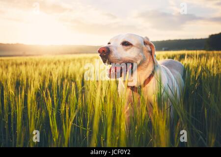 Il Labrador retriever camminando in cornfield al sunrise. Cane e temi d'estate. Foto Stock