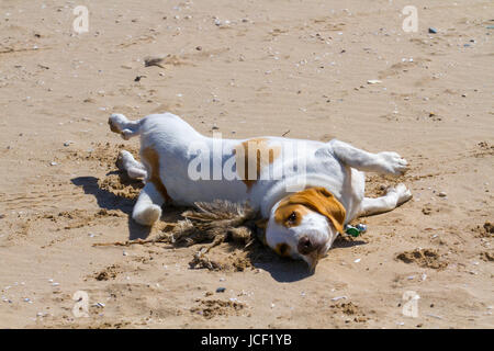 Crosby Beach, Merseyside, Regno Unito. Regno Unito Meteo. Sunny per iniziare la giornata nel nord-ovest come Olly, un 8 mese vecchio cucciolo Beagle, gode di esplorazione sulla spiaggia sabbiosa. Credito; MediaWorldImages/AlamyLiveNews Foto Stock