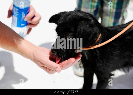 Camunas, Toledo, Spagna. Il 15 giugno, 2017. Cane acqua potabile dalle mani del proprietario. Parte della Spagna sta vivendo una ondata di caldo con temperature fino a 42C gradi. Credito: M.Ramirez/Alamy Live News Foto Stock