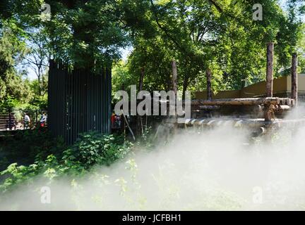 Beijin, Beijin, Cina. Il 9 giugno, 2017. Pechino, Cina-9 Giugno 2017: (solo uso editoriale. Cina OUT) .un lemure gode di fresca estate presso lo Zoo di Beijing, Giugno 9th, 2017.Allo Zoo di Pechino prendere varie misure per fornire un ambiente fresco per animali. Credito: SIPA Asia/ZUMA filo/Alamy Live News Foto Stock