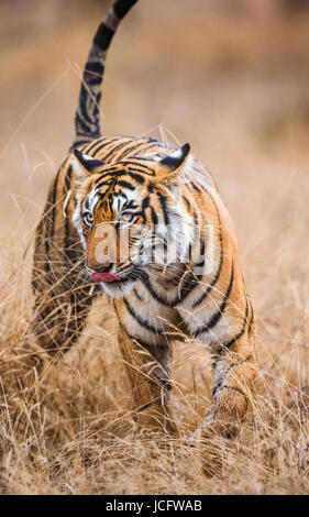 Tigre del Bengala che cammina sull'erba nel parco nazionale di Ranthambore. India. Foto Stock