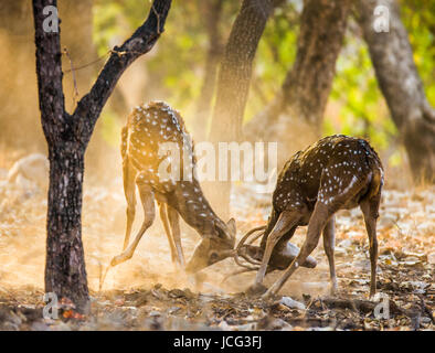 Due cervi si combattono l'uno contro l'altro nella stagione degli accoppiamenti in natura. India. Parco nazionale di Ranthambore. Foto Stock