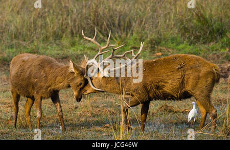 Due cervi che combattono l'un l'altro nella stagione degli accoppiamenti in natura. India. Parco nazionale. Foto Stock