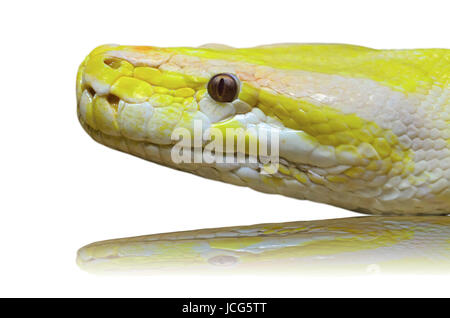 In prossimità di una testa albino python snake su sfondo bianco Foto Stock