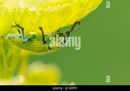 Curculione verde o Hypomeces Squamosus, giallo verdolino insetto nascosto dalla luce del sole sotto le foglie, che hanno un colore simile ad esso. Foto Stock