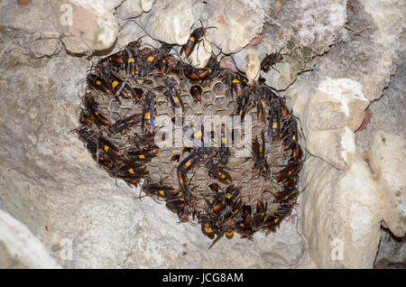 Minor nastrare hornet (Vespa affinis) stanno costruendo un nuovo nido sulla parete della caverna in Thailandia. Foto Stock